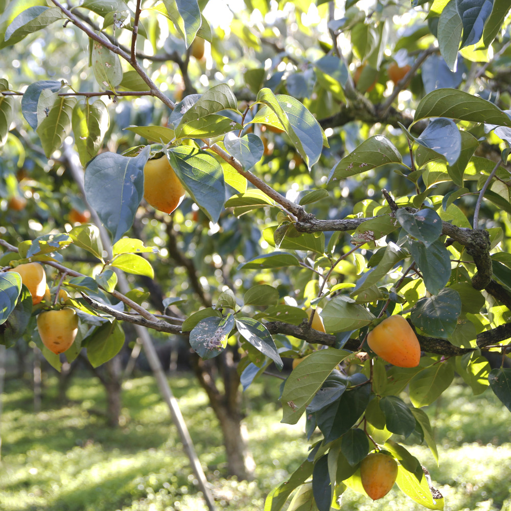 단감/대봉 5kg/10kg