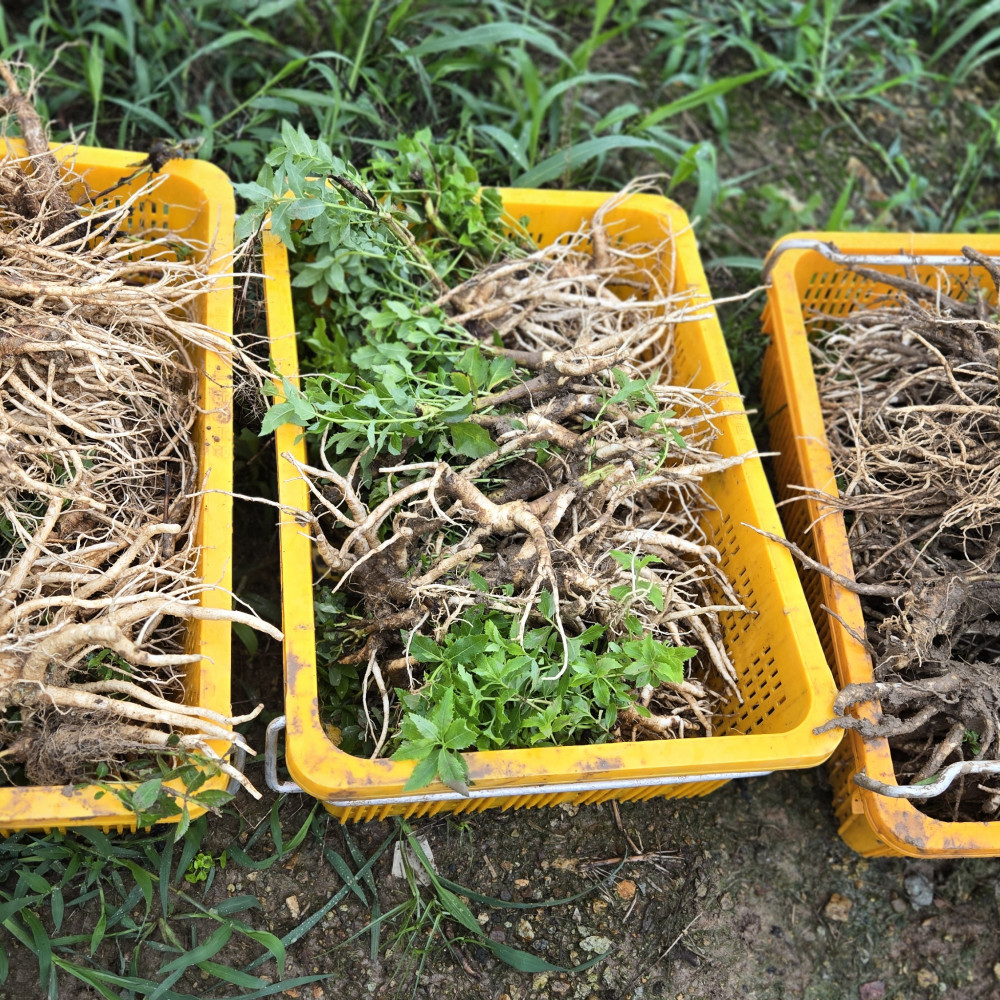 2년근 생도라지 뿌리 1kg