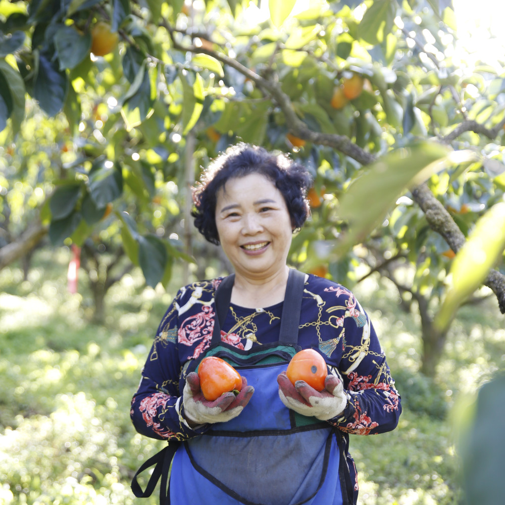 단감/대봉 5kg/10kg